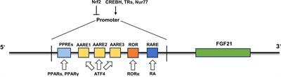 Fibroblast growth factor 21 in metabolic syndrome